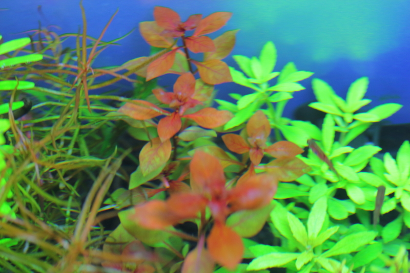 植栽から7日目　ルドウィジアsp．スーパーレッド